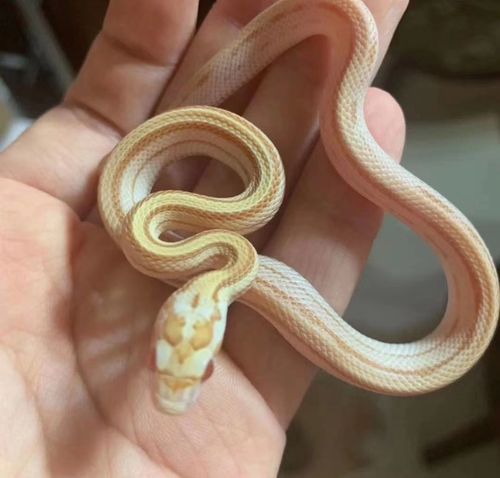 牛油玉米97 牛油和牛油直线_玉米蛇_生活记录_日常