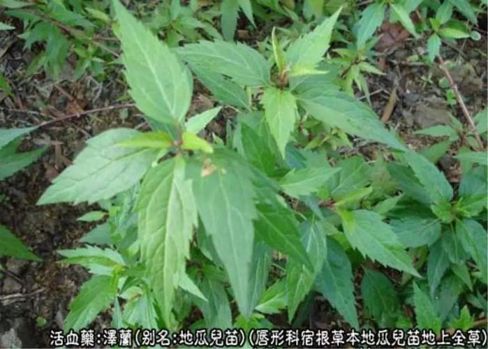 爷孙俩的中医故事第五册10益母草泽兰