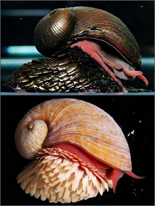 世界奇特的蜗牛外壳连子弹都打不穿美军率先用来做头盔和装甲