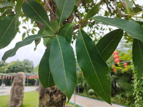 国医小镇中草药科普水翁花是花吗