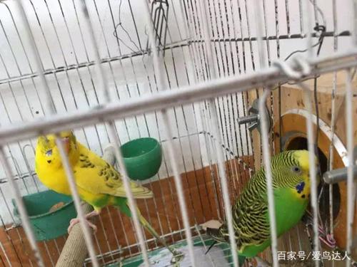 饲养虎皮鹦鹉,防止其越狱很重要