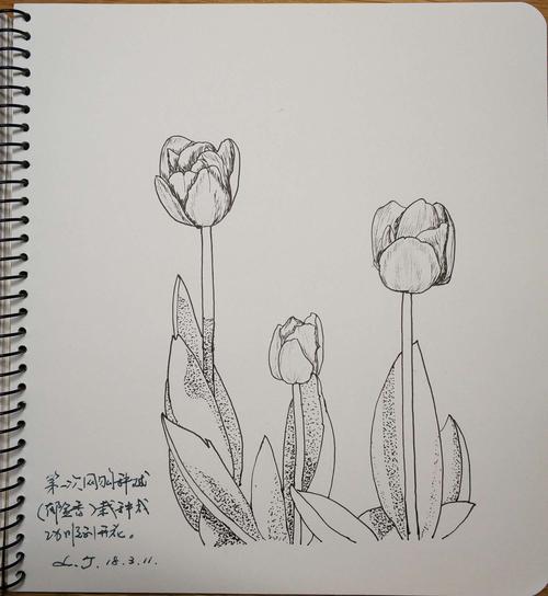 第一次网购郁金香种球地栽成功开花