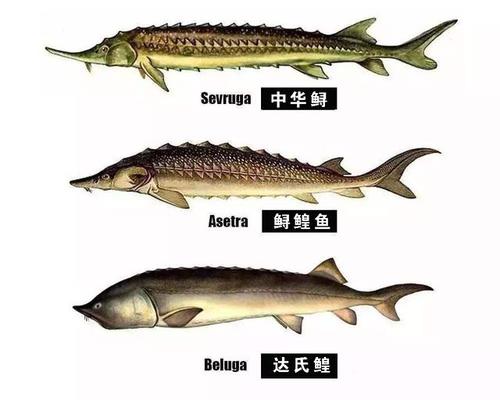 黑龙江水族之王,可重达1吨的达氏鳇,为何如今却很难