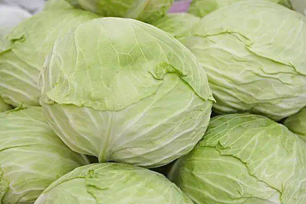 卷心菜和包菜是同一种菜吗?这两种菜可是不同的哟~注意区分!