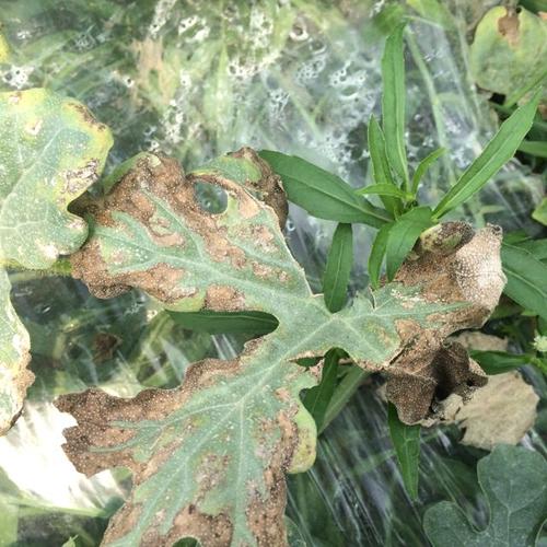 瓜农必备的种植手册!西瓜24种病害高清图谱及防治方法