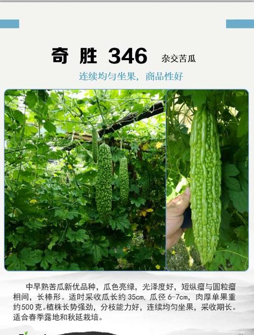 高端苦瓜好品种都在这