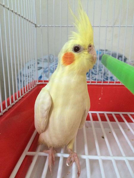 大家看看这玄凤鹦鹉鸟是公是母?多少年龄?谢谢了!