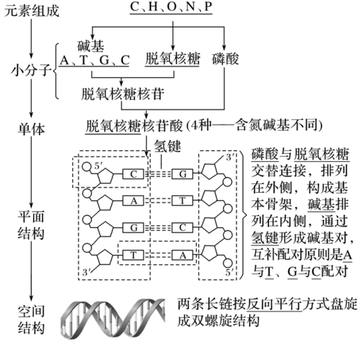 的分子基础第15讲dna分子的结构,复制及基因的本质学案北师大版答案