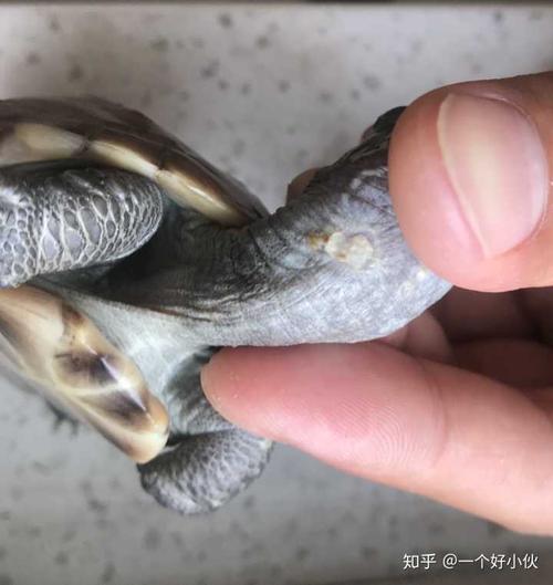 乌龟腐甲腹甲前期是什么样的?