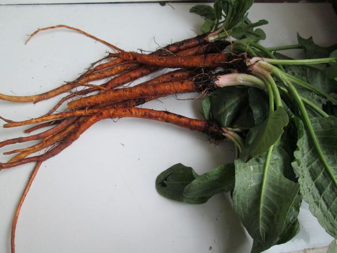 酸模与土大黄有什么区别