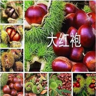 果树苗 板栗苗 板栗树苗嫁接苗南方北方板栗大红袍板栗当年结果苗