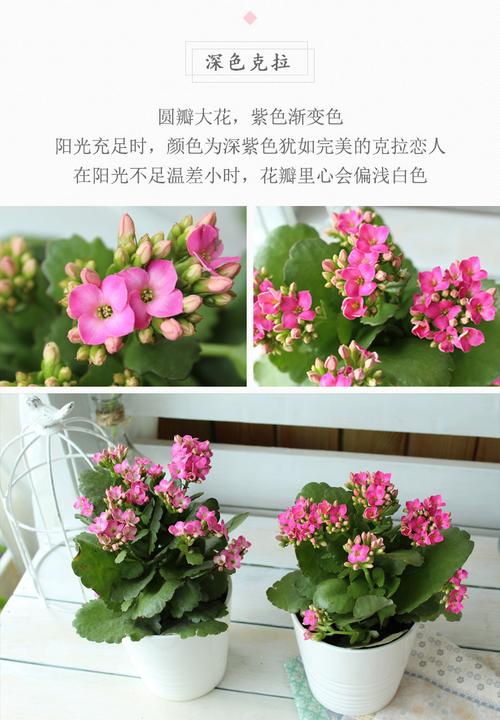 现售单瓣盆栽进口种苗多肉植物长寿花