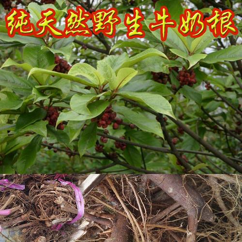 特色野生纯天然客家福建煲汤药草牛奶