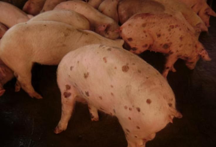 猪圆环病毒症状图片和治疗方法,本篇值得收藏