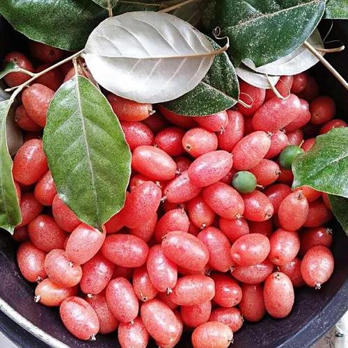 羊奶果那些你还不知道的作用