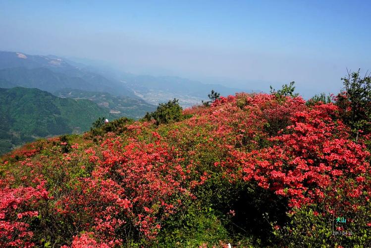 4月30日37驴爬临海大雷山赏杜鹃花