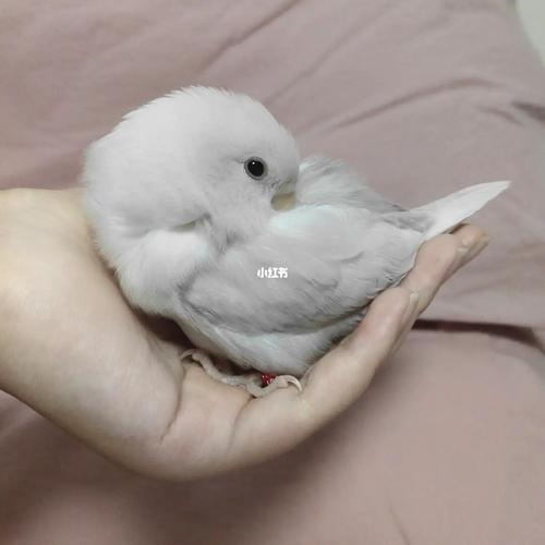 牡丹鹦鹉墨伊莎『卷卷』_鹦鹉_牡丹_南京攻略_日常生活_手养牡丹鹦鹉