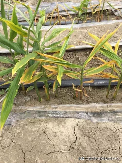 大姜黄叶干尖为哪般?_生姜