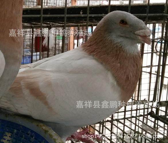 黄杠蛇头鸽子一对包邮黄杠头型鸽子格