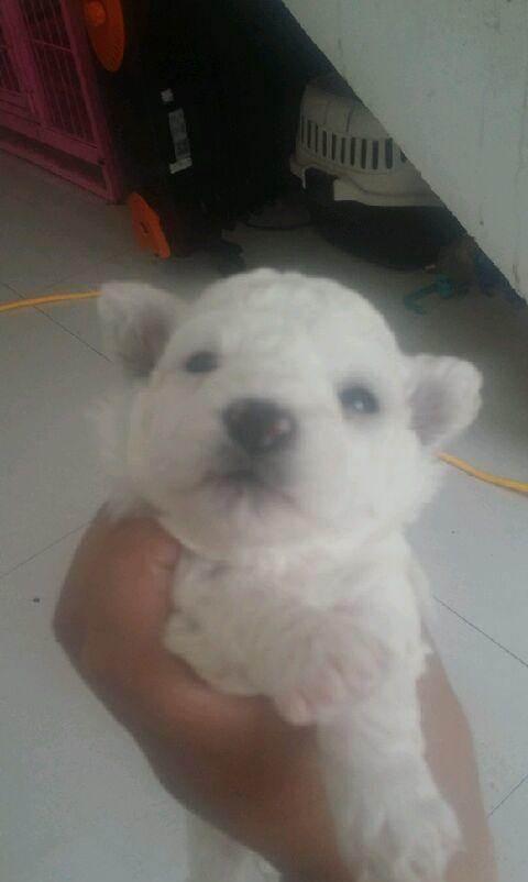 萨摩耶,法斗,比熊