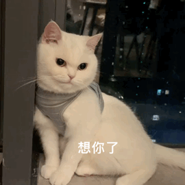 想你了猫咪表情包猫咪表情