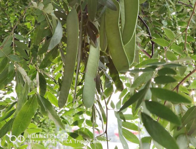 皂角(这个名字)是从肥皂来的,还是肥皂(这个名字)是从皂角来的?