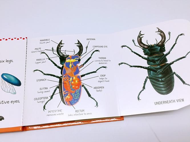 4-8岁都适合 beetle 难得一见的原版英语甲虫科普立体
