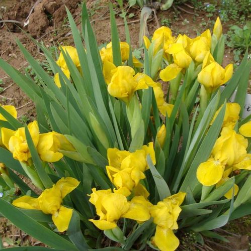 血石鸢尾花苗德国进口鸢尾四季易种植开花时间长庭院种植工程绿化