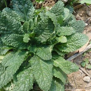 新鲜蛤蟆草蟾蜍草雪见草癞青蛙草皱皮草雪里青荔枝草包邮另有干品