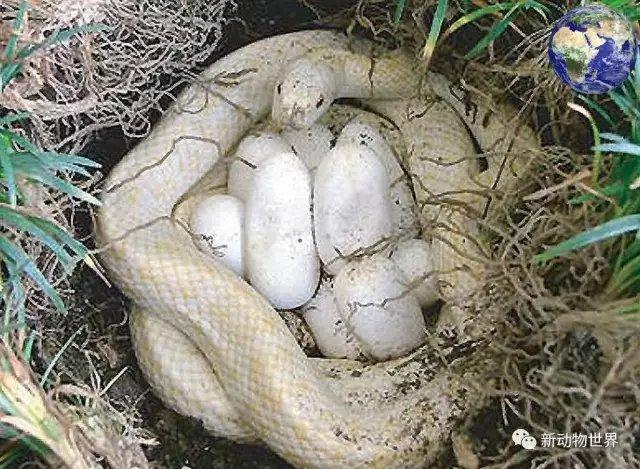 像白娘子一样漂亮的白蛇原来真的存在,可惜不在中国却在日本