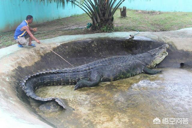 湾鳄最长能长多大?