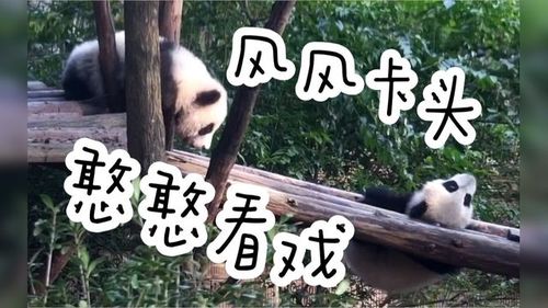 风风险些坠落 幸好臂力惊人(大熊猫成风绩笑)