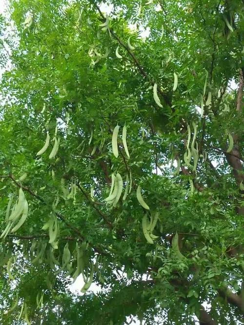 2017年,高大的皂荚树,孕育了无限希望!