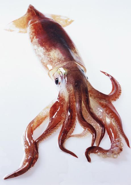 jpg鱿鱼章鱼乌贼水产食材