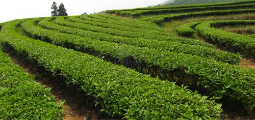 厂家生产 澳洲茶树纯露 未提取精油 饱和纯露 1公斤起售