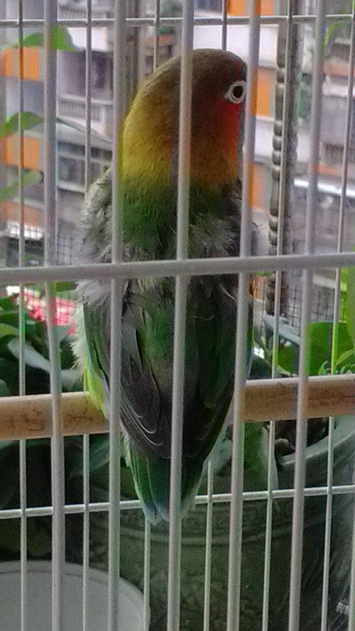 牡丹鹦鹉的羽毛掉的厉害,连里面的绒毛都出来了