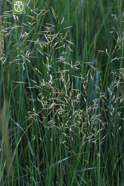 是禾本科求米草属植物. /p>
