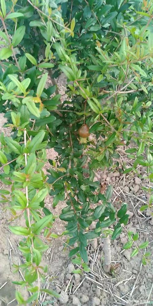 春季如何养护石榴树?石榴树生长与修剪的关系,修剪技术(附)