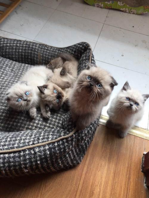 自家养纯种喜马拉雅猫