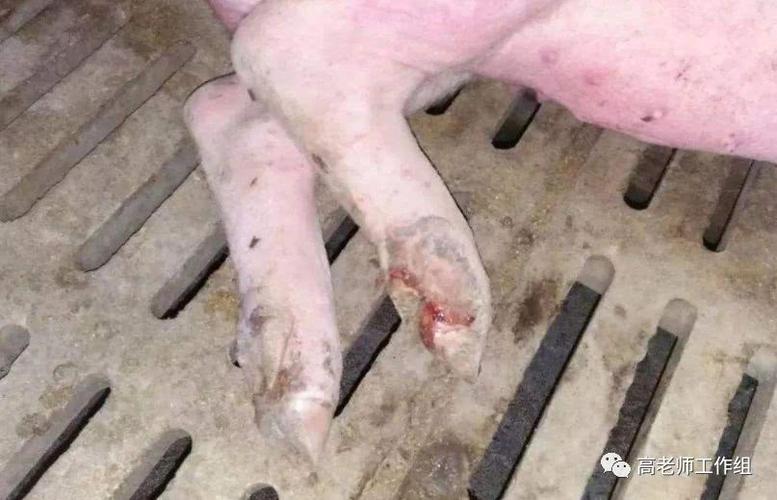 一,先介绍下猪口蹄疫,猪水疱疹病,两者的关系及区分方法