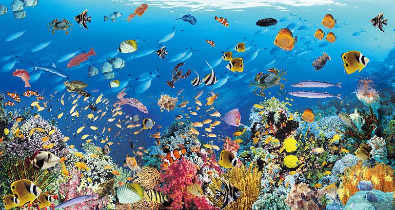 蔚蓝色太平洋彩色鱼海底世界背景墙 青青卢荟-上传