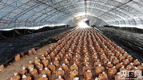 泉水村桑黄产业扶贫示范基地项目新建桑黄种植大棚20座,每座300平方米