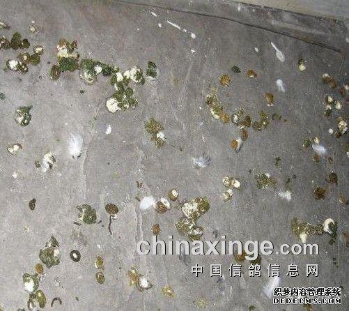 鸽子生没生病 就看粪便怎样