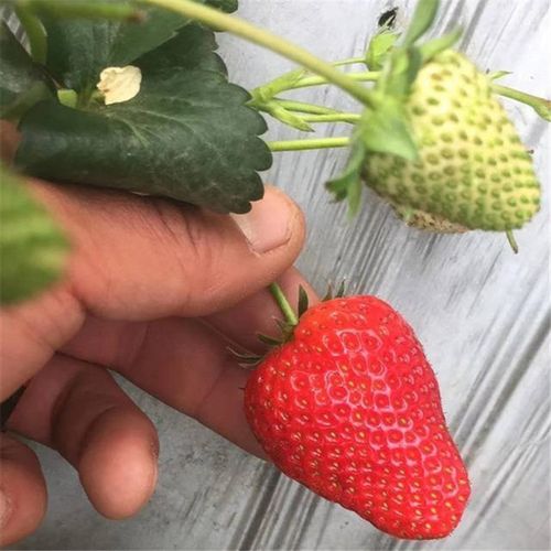 隋珠草莓香野草莓苗九月份管理要点