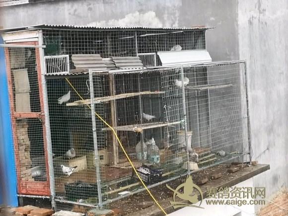 鸽友建鸽棚分享