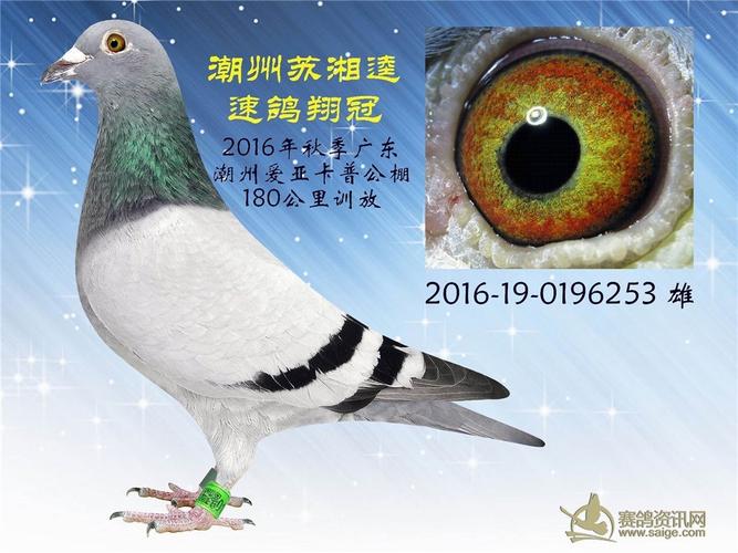 特价:任选3羽500元-2016年潮州恒通赛鸽公棚/潮州爱