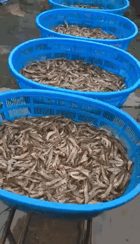 "十台水车拉虾全打冰"!特大暴雨造成珠三角市场