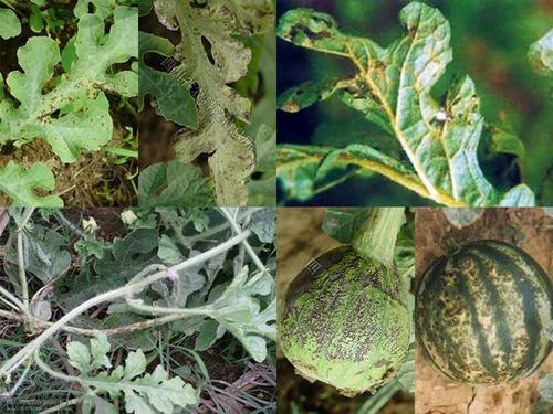 西瓜细菌性角斑病