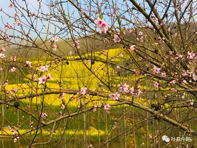 叶县第三届桃花节暨2020赏花季3月19日盛大开启