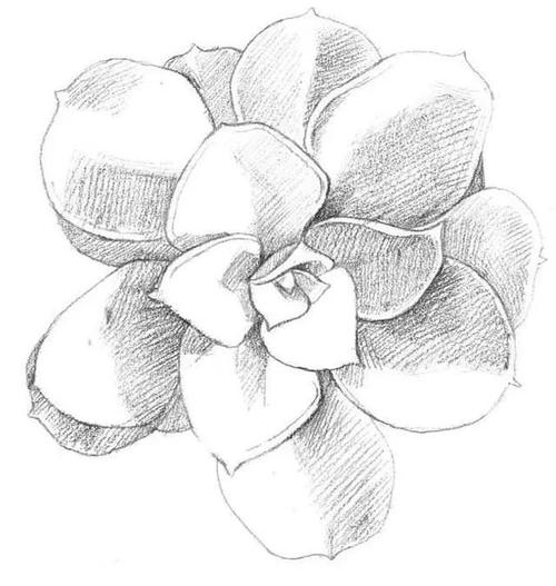 零基础素描教程:分步骤讲解多肉植物素描画法,简单易学,快收藏